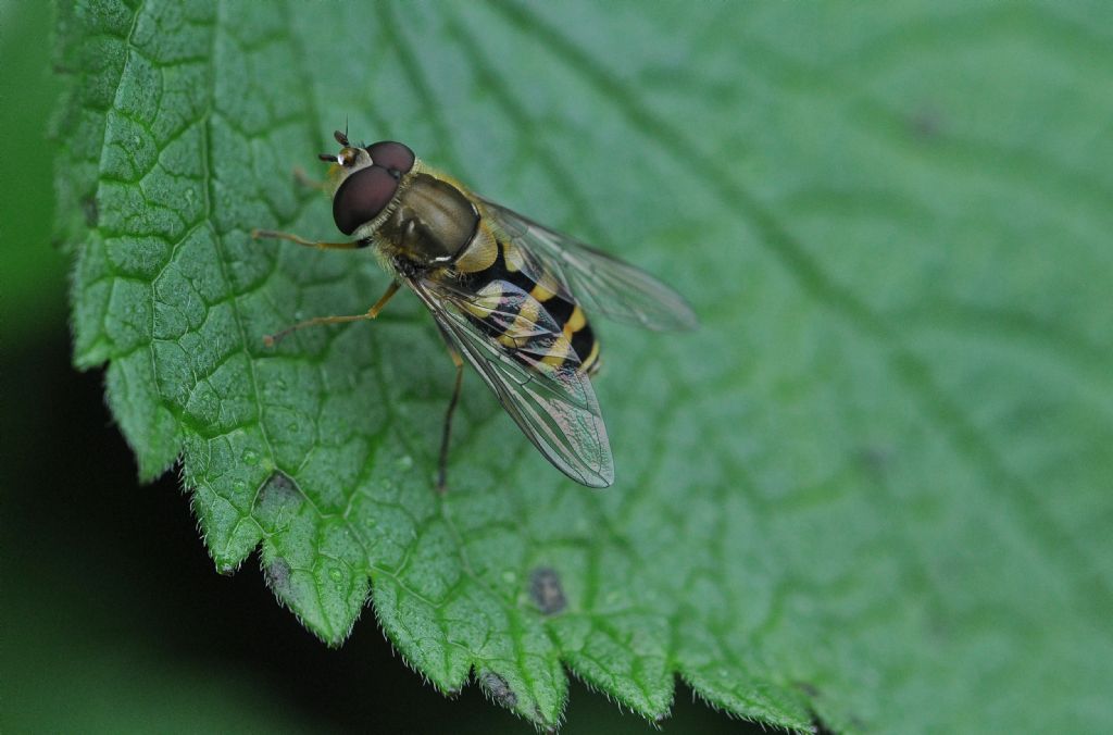 Syrphus ribesii